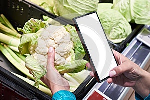 Cauliflower vegetable in hand and smartphone  white