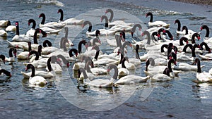 Caulin, Chiloe Island, Chile - Black Necked Swans Cygnus Melancoryphus