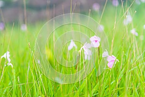 Caulokaempferia alba flower, Boloven Plateau, Champasak, Laos