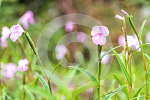 Caulokaempferia alba flower, Boloven Plateau, Champasak, Laos