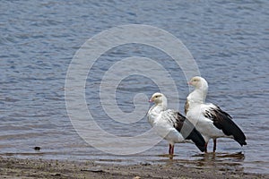 Cauquen guayata Oressochen melanopterus photo