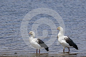 Cauquen guayata Oressochen melanopterus photo