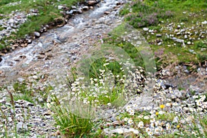 Causasian mountains in georgia