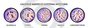 The causative agents of intestinal infections