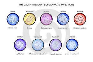 The causative agents of zoonotic infections