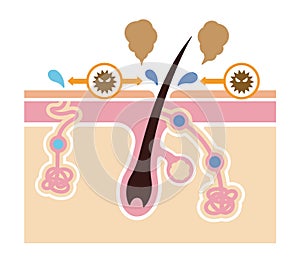 Cause of body odor vector illustration / no text