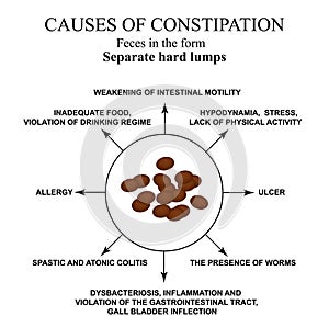 Causes of constipation. Sheep feces Infographics. Vector illustration on isolated background.
