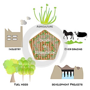 Causes of Deforestation Infographic