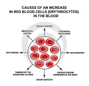 Causes of increased red blood cells. Cells erythrocytes. Hemoglobin. The structure of red blood cells. Infographics