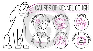 Causes of kennel cough in dogs. Dog diseases concept.