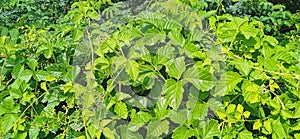 Causonis trifolia bush grape plant