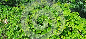 Causonis trifolia plant