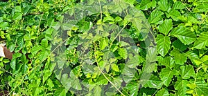 Causonis trifolia plant stock photo