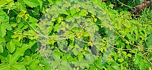 Causonis trifolia threeleaf cayratia plant