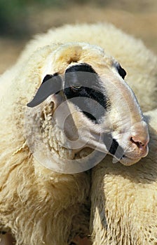 Causses du Lot Domestic Sheep, a French Breed