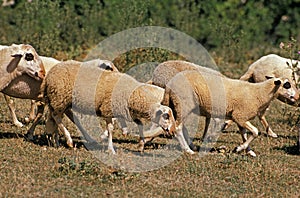 Causses du Lot Domestic Sheep, a French Breed