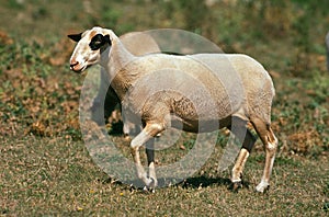 Causses du Lot Domestic Sheep, a French Breed