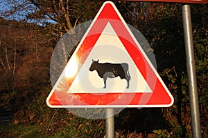 Caution. danger. signal of presence cows on the carriageway. red, white and black sign
