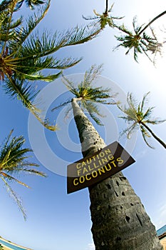 Caution Falling Coconuts