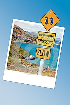 Caution penguins road sign in New Zealand, instanat photo frame