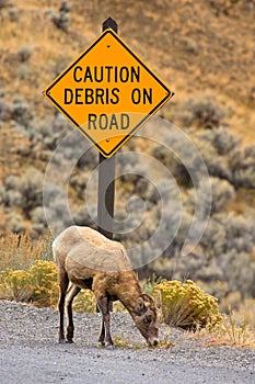 Caution Sign and Ewe