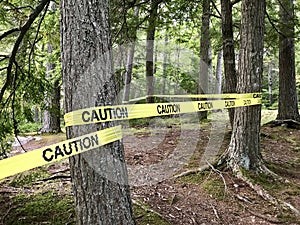 Caution tape on trees