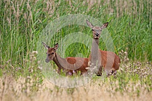 Cautions red deer hind and calf walking on a green meadow in summer