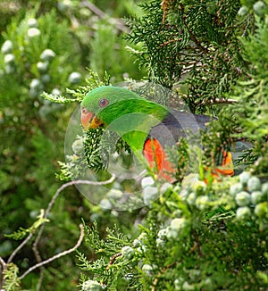 Cautious Australian Red-winged Parrot in Pine Tree