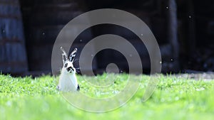 Cautious bunny rabbit in grass