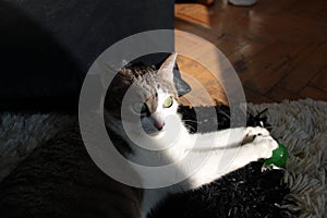 A cautious cat playing with a green ball with all ears to the outside noises