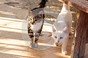 Cautious and curious kittens in the garden