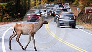 Cautious Elk Crossing a Busy Highway on a Autumn Morning