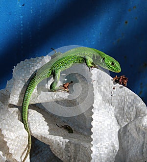 Cautious green lizard on blue background photo