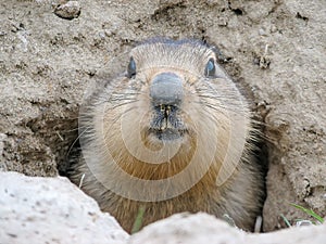 Cautious Groundhog close up, Baikonur, Kazakhstan