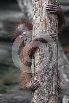 A cautious look down. Independent baby orangutan cautiously and cautiously descends the trunk