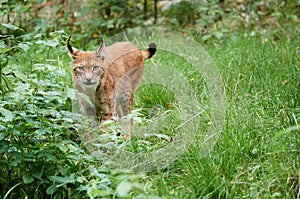 Cautious lynx standing in the grass