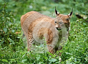 Cautious lynx standing in the grass