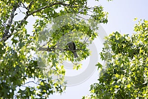 Cautious Mississippi Kite