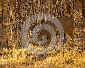 Cautious Mule Deer Buck moves quietly along game trail