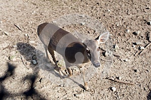 Cautious roe deer ooks at the camera. Close-up