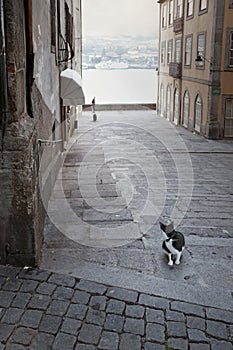 Cautious street cat photo