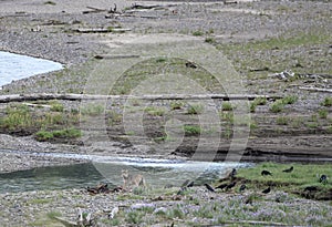 Cautious Wolf at Bison Kill