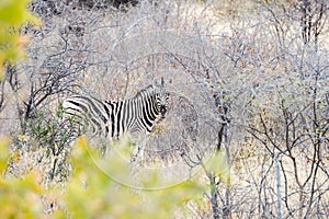 Cautious zebra is hiding into savannah and looking into camera