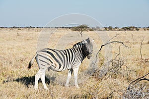 Cautious zebra is standing and looking into camera at savanna