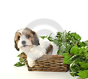 Cavachon Puppy