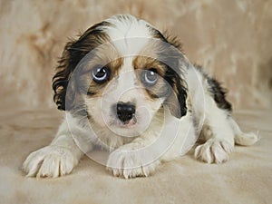 Cavachon Puppy