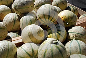 Cavaillon melon