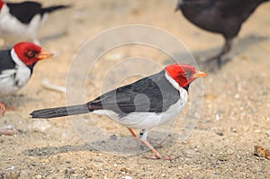 Cavalaria bird also known as Cardeal do Pantana