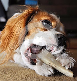 Cavalier Dog with bone photo