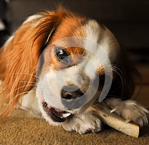 Cavalier Dog Chewing Bone